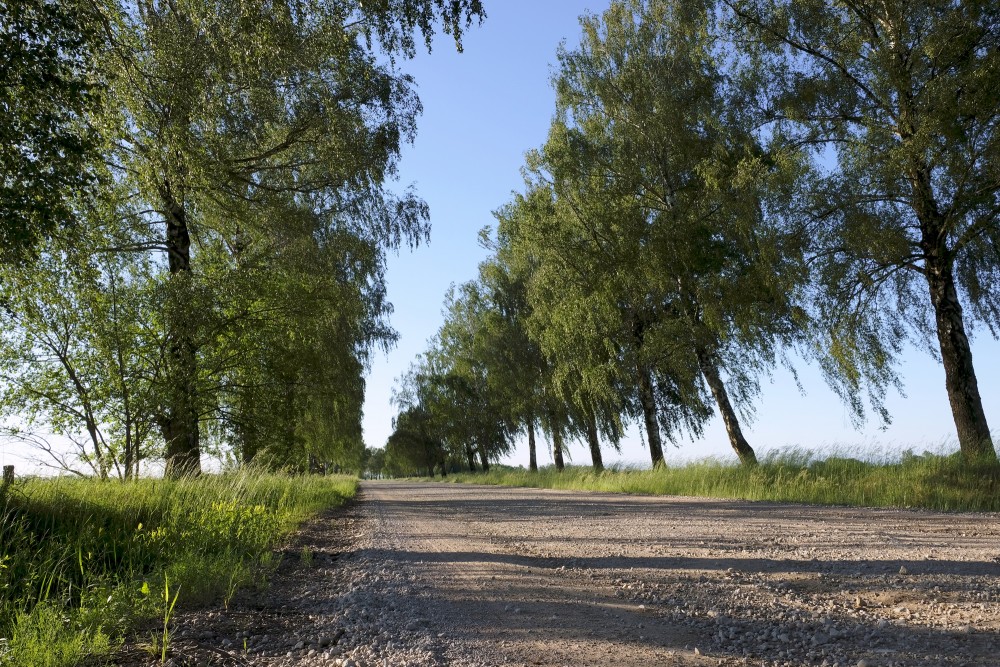 Bērzu aleja gar lauku ceļu