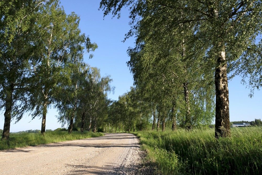Birch Alley Along A Country Road
