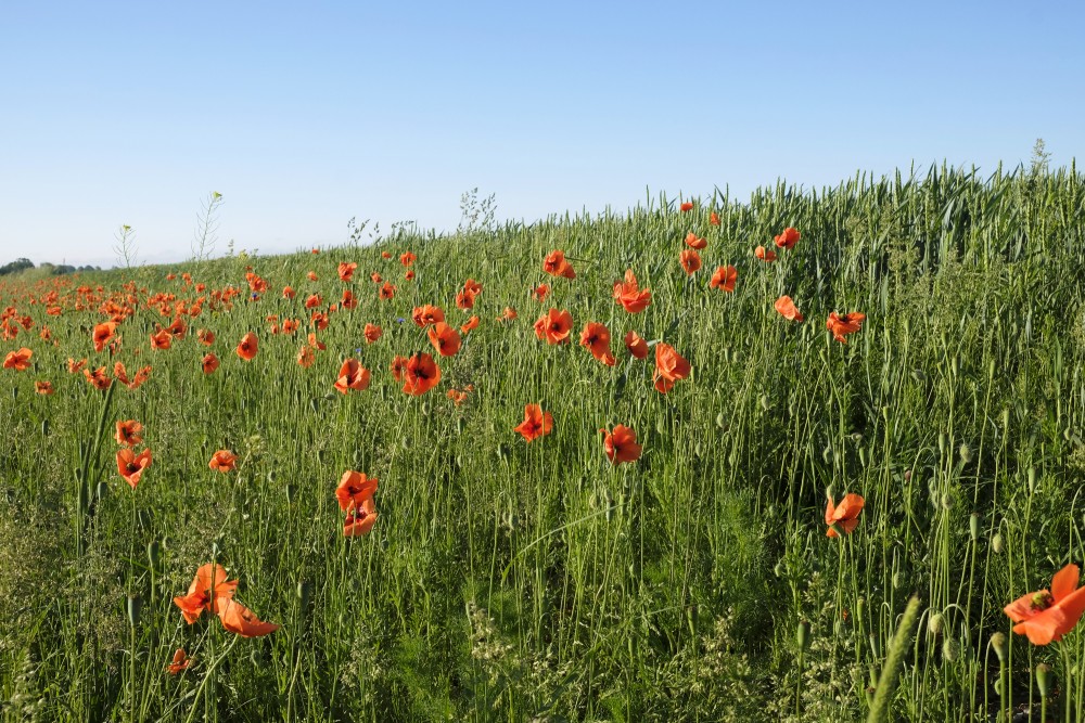 Poppies At The Cereal Field