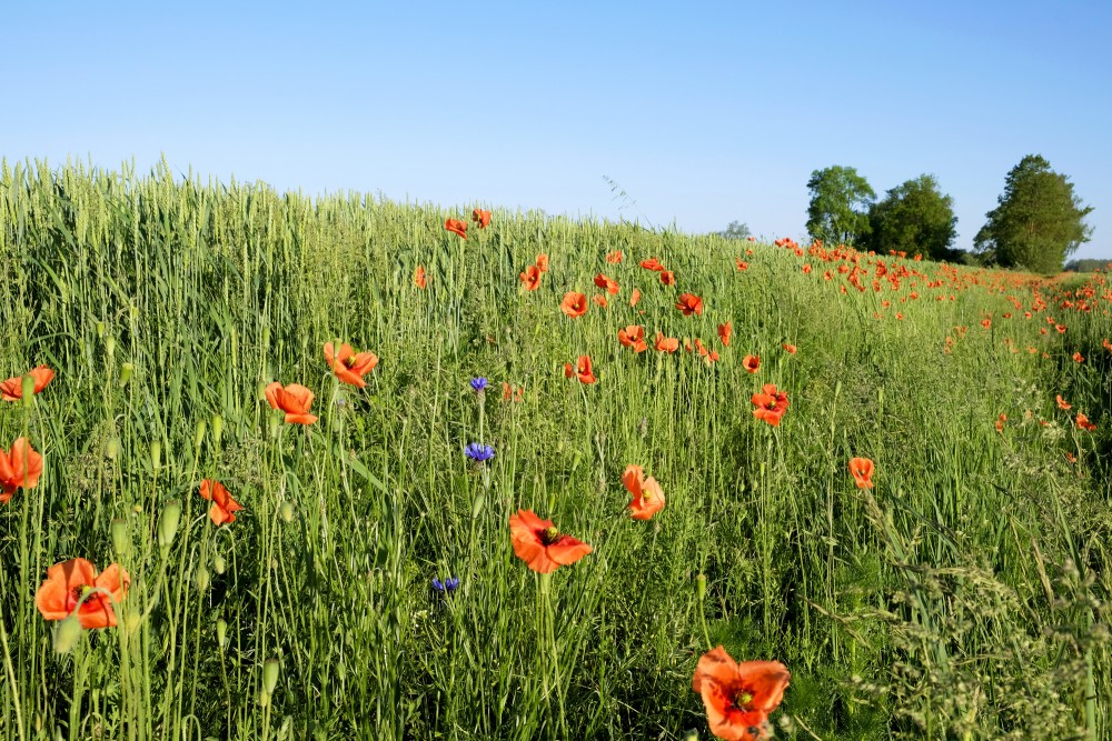 Poppies At The Cereal Field