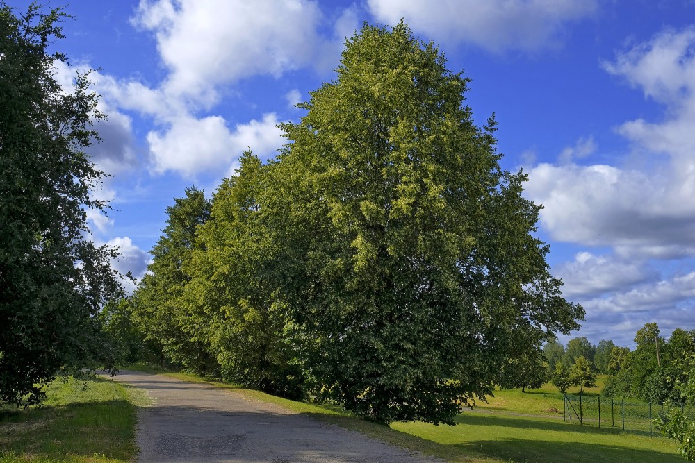 Ziedošas liepas ceļa malā