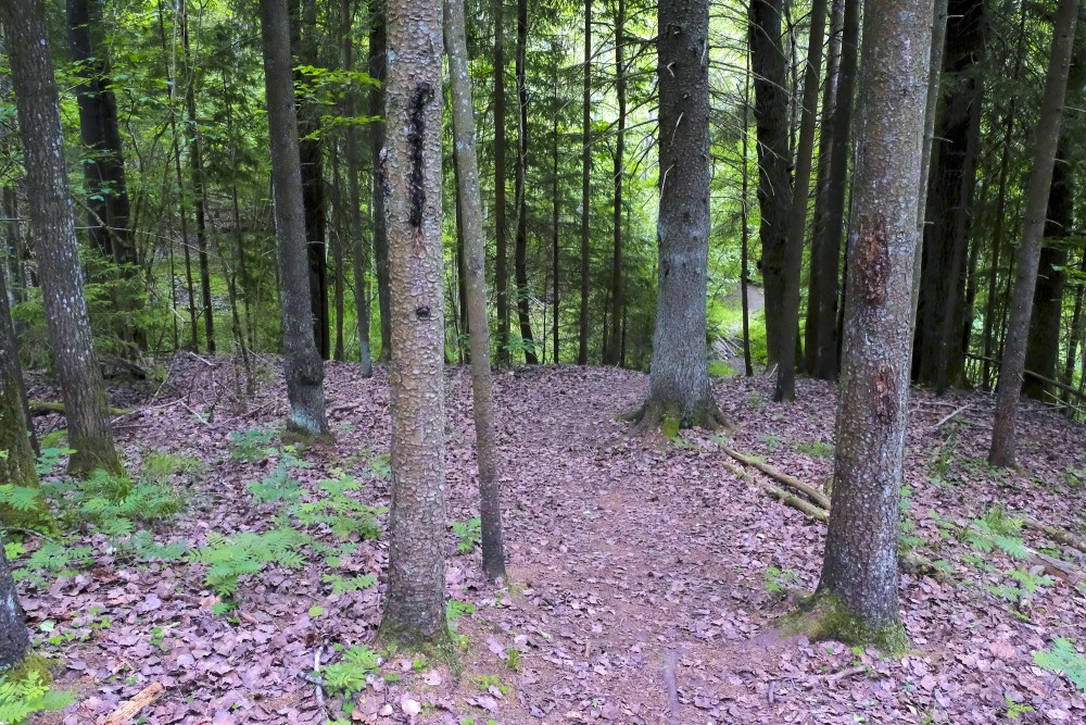 Vedze Nature Trail