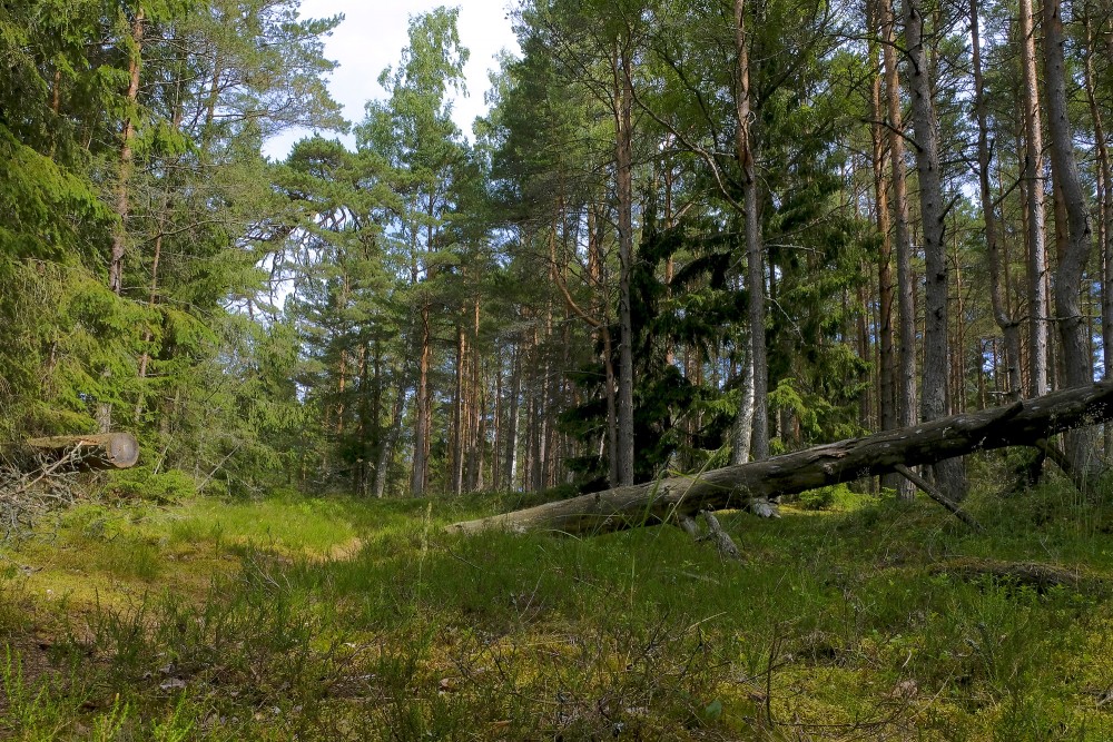 Meža ainava Meža ainava
