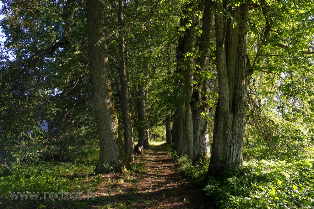 Avenue Trees In Park