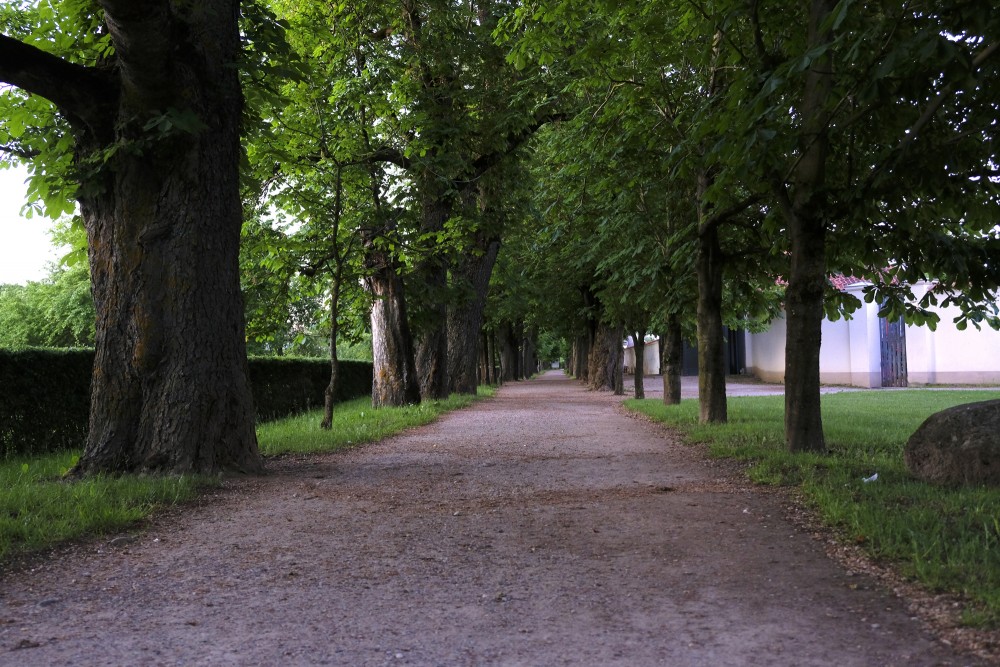 Horse Chestnut Alley