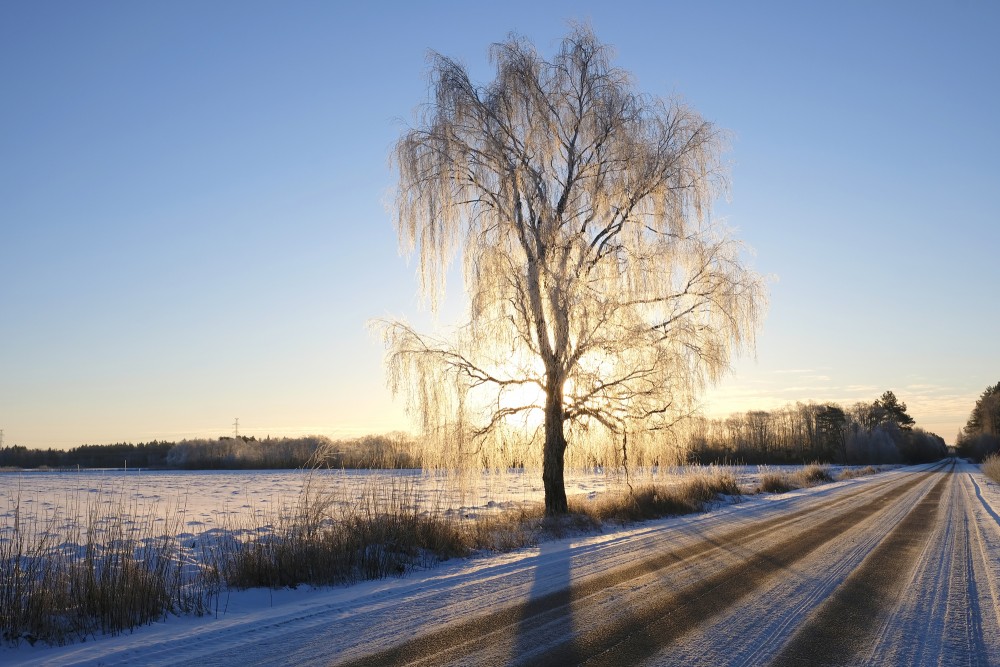 Winter Morning Landscape, Frosted Birch Trees