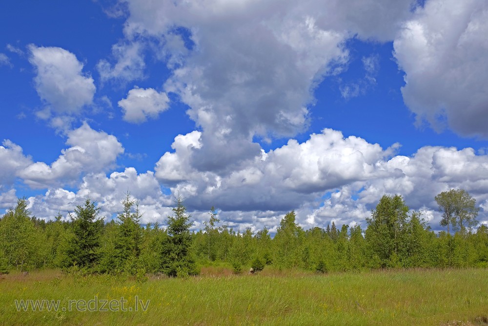 Forest Landscape With Cumulus Clouds