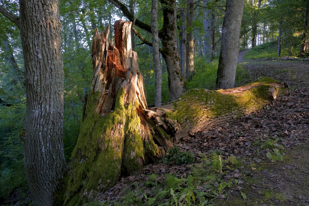 Nolauzts, satrunējis koks