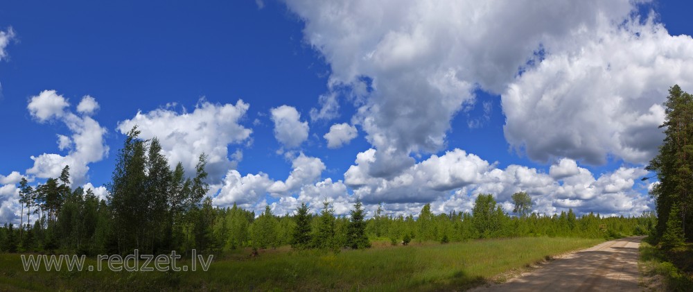 Forest Panorama With Cumulus Clouds