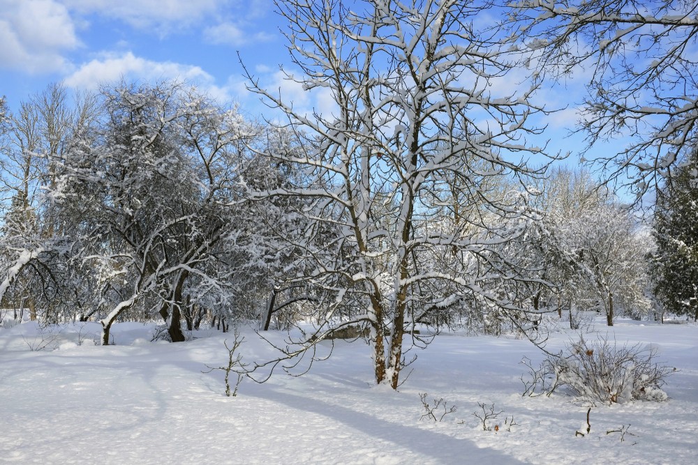 A Snowy Orchard