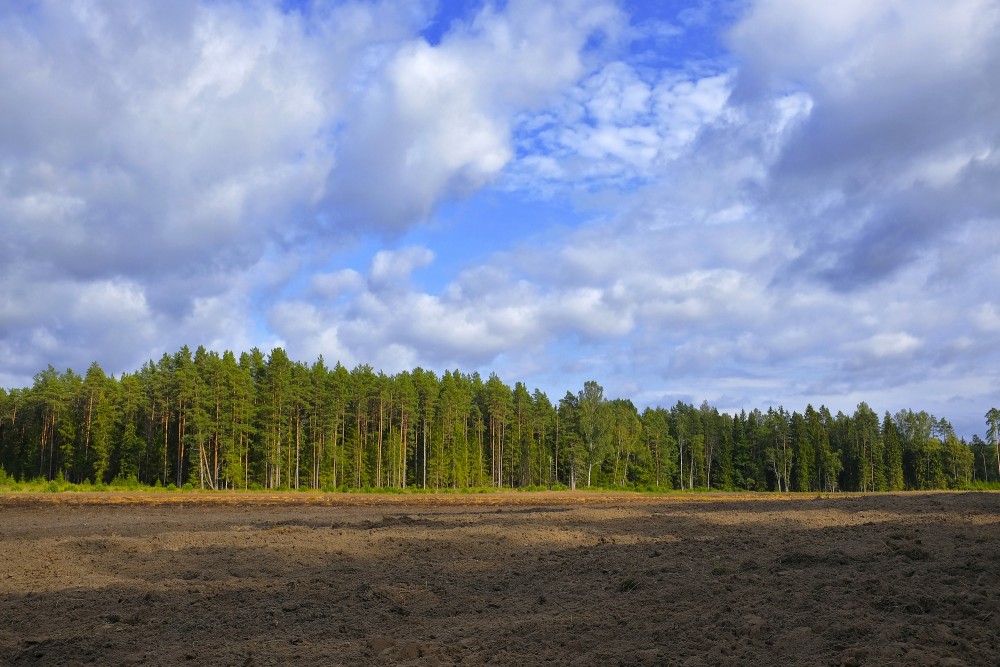 Plowed Field Near The Forest