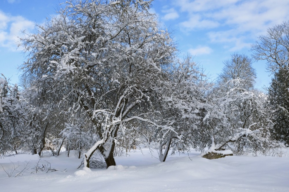 Snow-covered Apple Trees