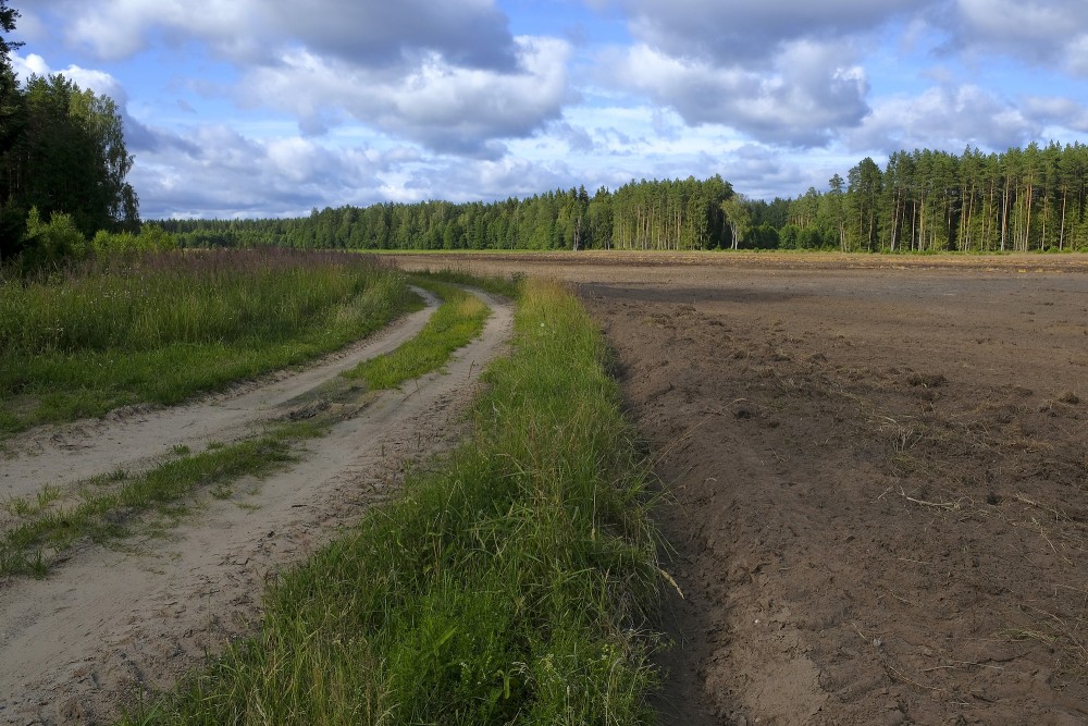 Ainava, meža ceļš, uzarts lauks meža ielokā