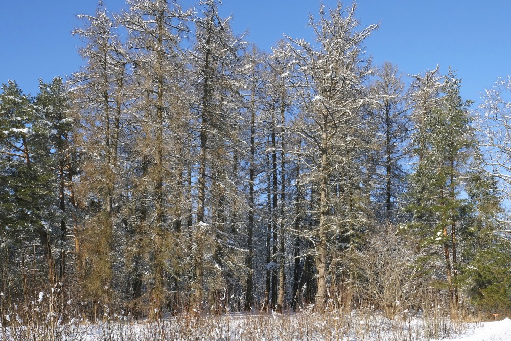 Larch Trees in Winter