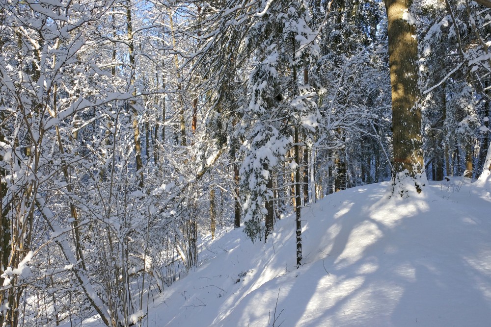 In a Snowy Forest