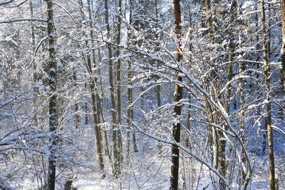 Snow Covered Forest