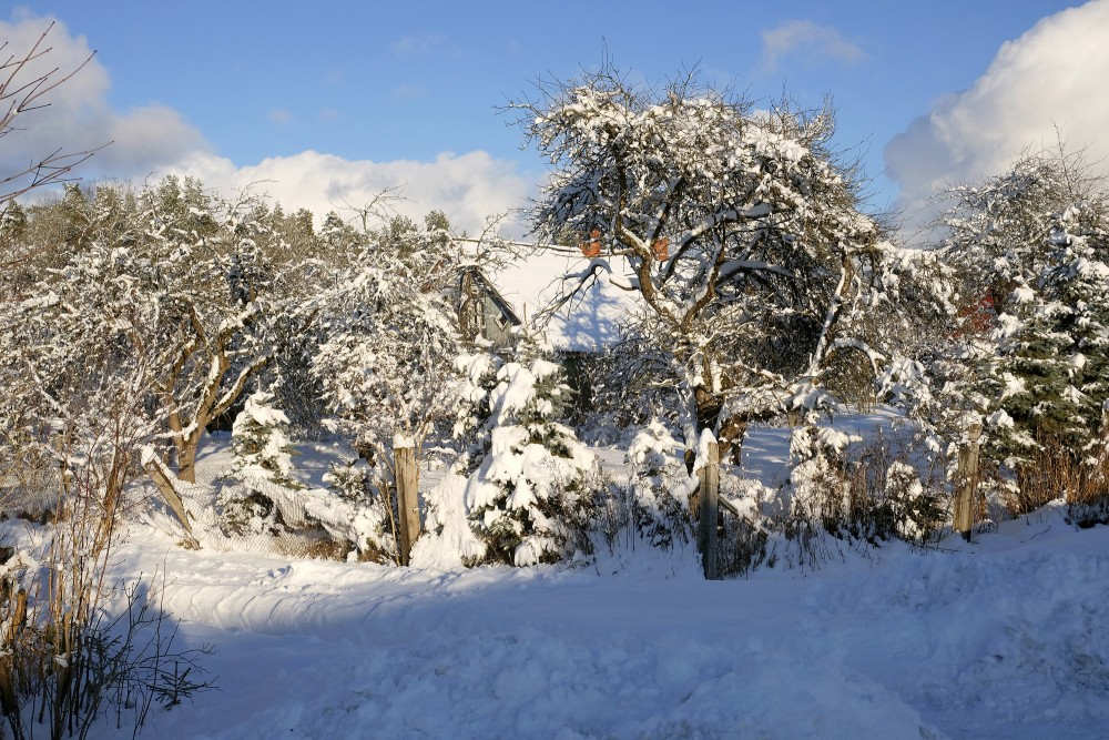 A Snowy Orchard