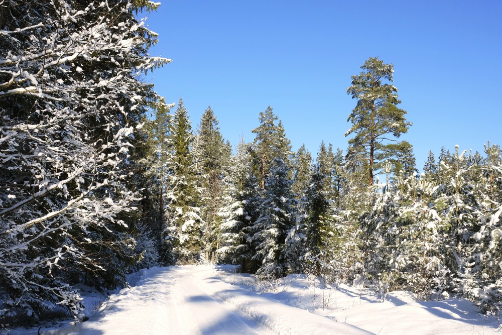 Coniferous Forest Landscape in Winter