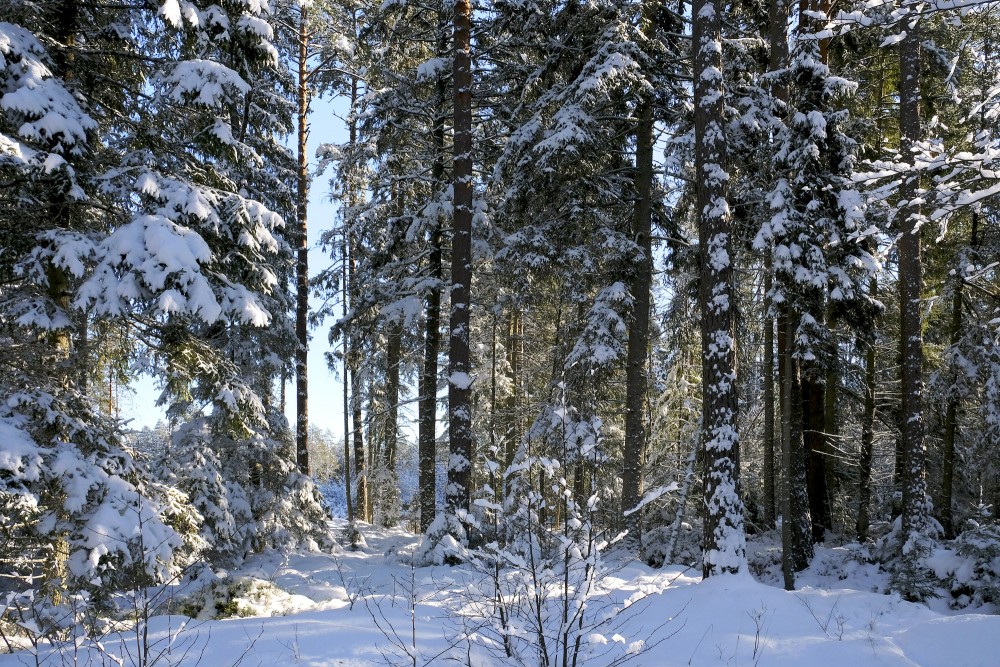 Snowy Forest