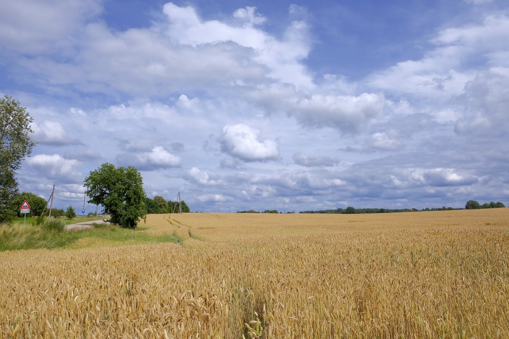 Wheat Field, Cloudy Sky