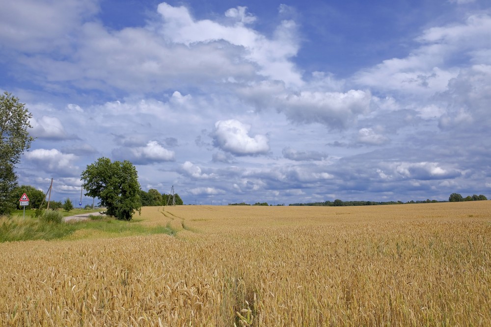 Kviešu lauks, mākoņainas debesis Kviešu lauks, mākoņainas debesis