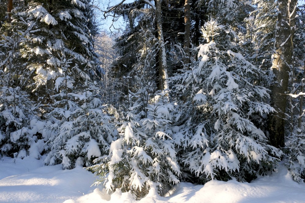 Snow-covered Fir Trees in the Forest
