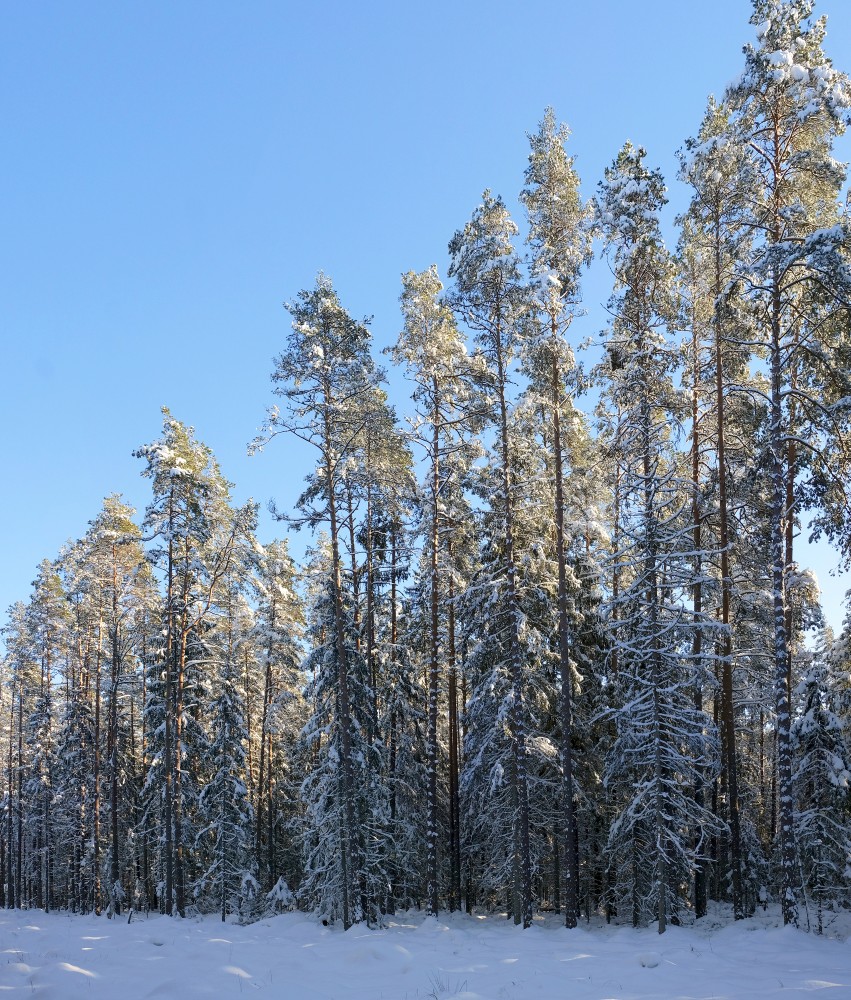 Snow-covered Pines