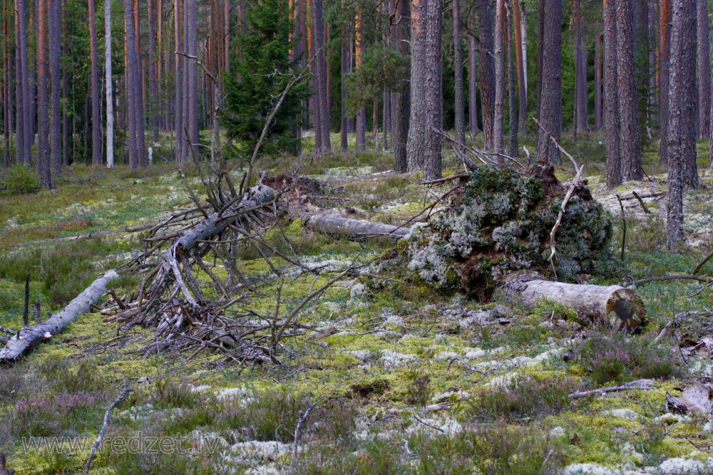 Krituši koki mežā