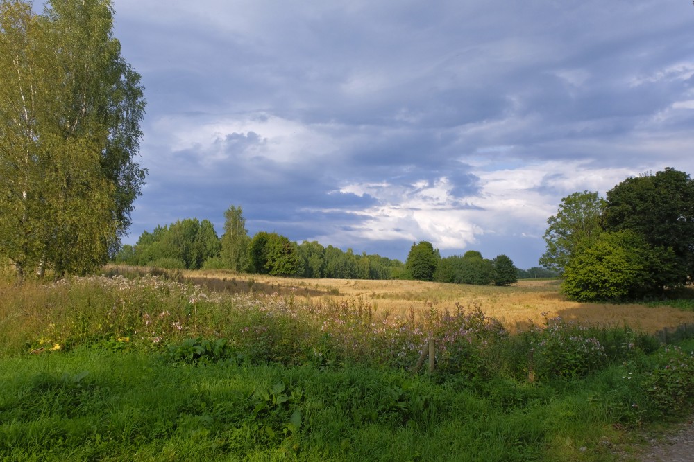 Latvijas lauku ainava augustā