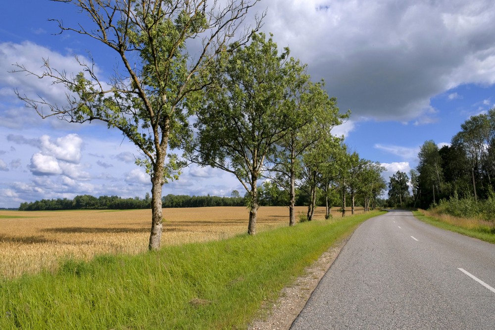 Jauni oša koki ceļa malā Jauni oša koki ceļa malā
