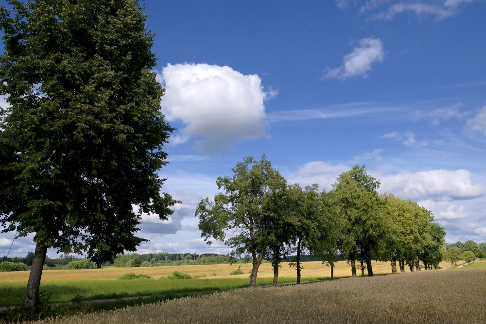 Kurzeme Landscape