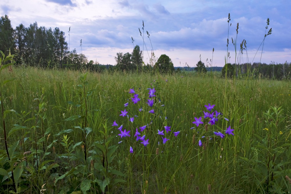 Pļava un pļavas pulkstenīte