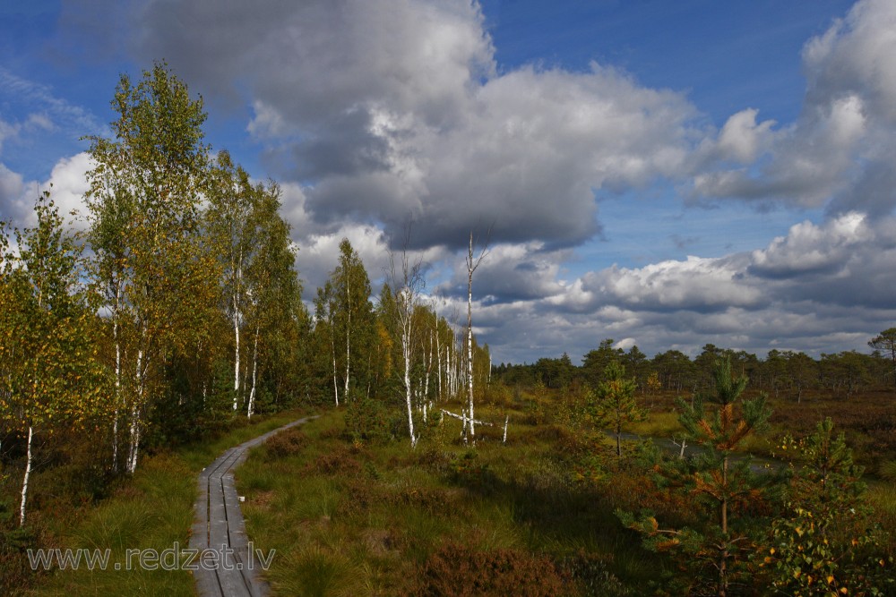 Vasenieku purva rudens ainava