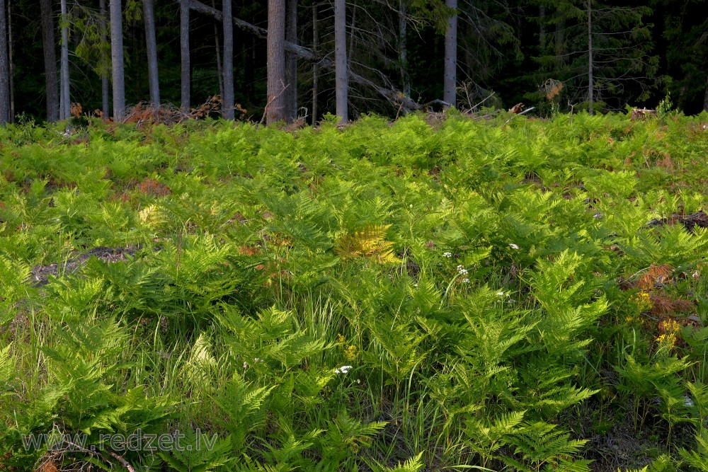 Bracken on the Edge of the Forest