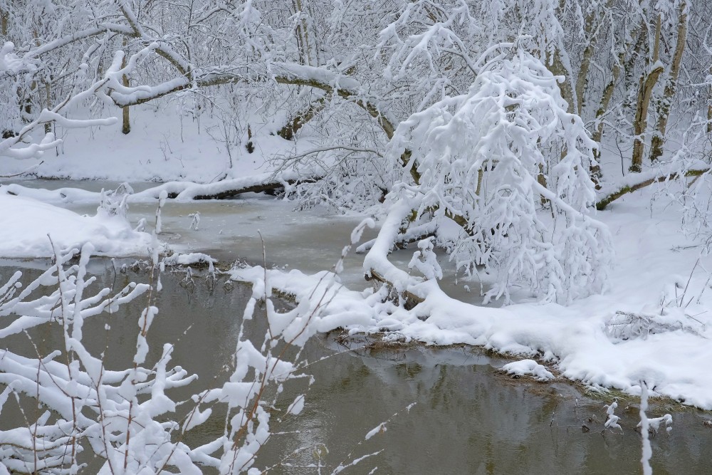 Cīrava Forest Park in Winter, Snowy Trees