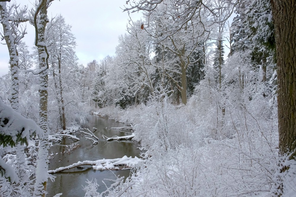 Cīravas mežaparks ziemā, apsniguši koki