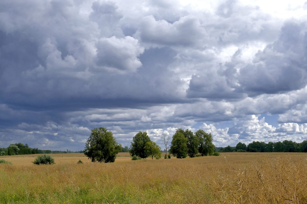 Lauku ainava, mākoņainas debesis Lauku ainava, mākoņainas debesis