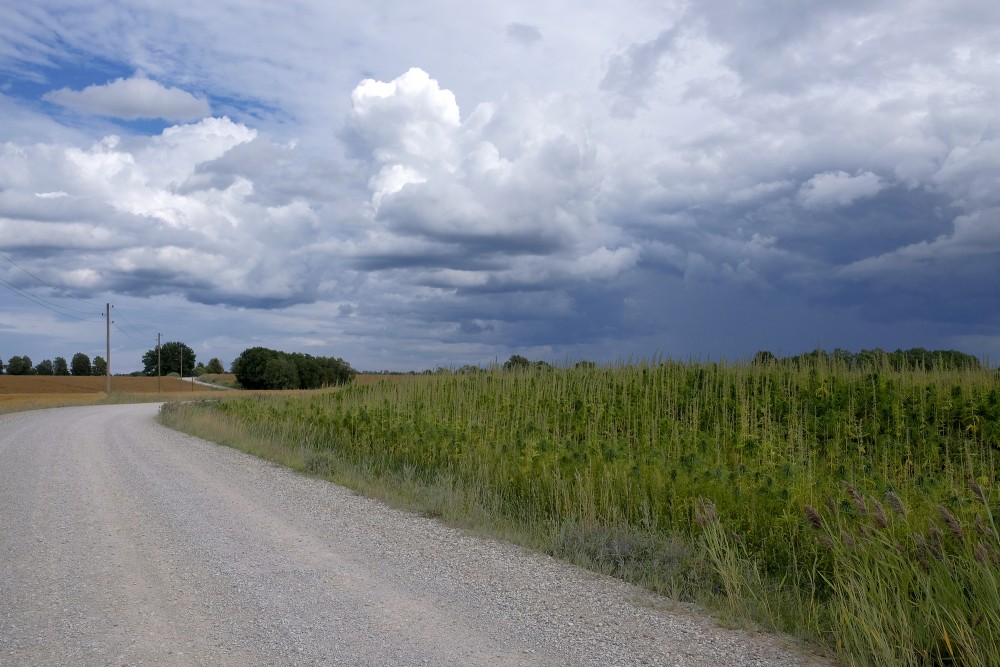 Cannabis sativa field