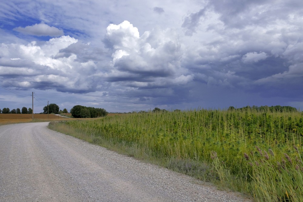 Sējas kaņepes lauks Sējas kaņepes lauks