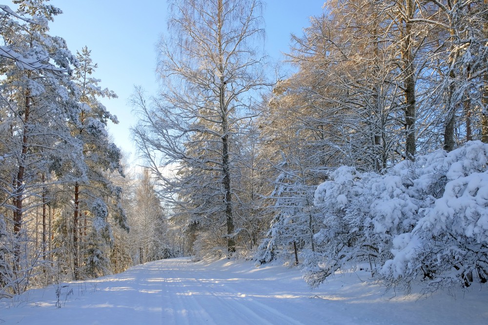 Ziemas ceļš, apsniguši koki