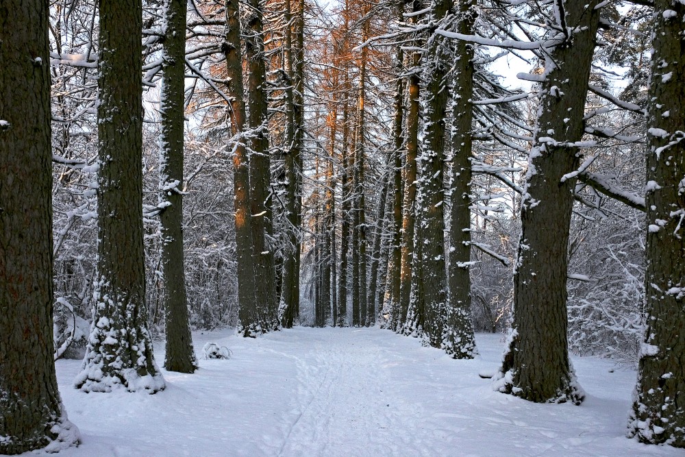 Larch Alley on the Kartavu Hill Trail in Winter