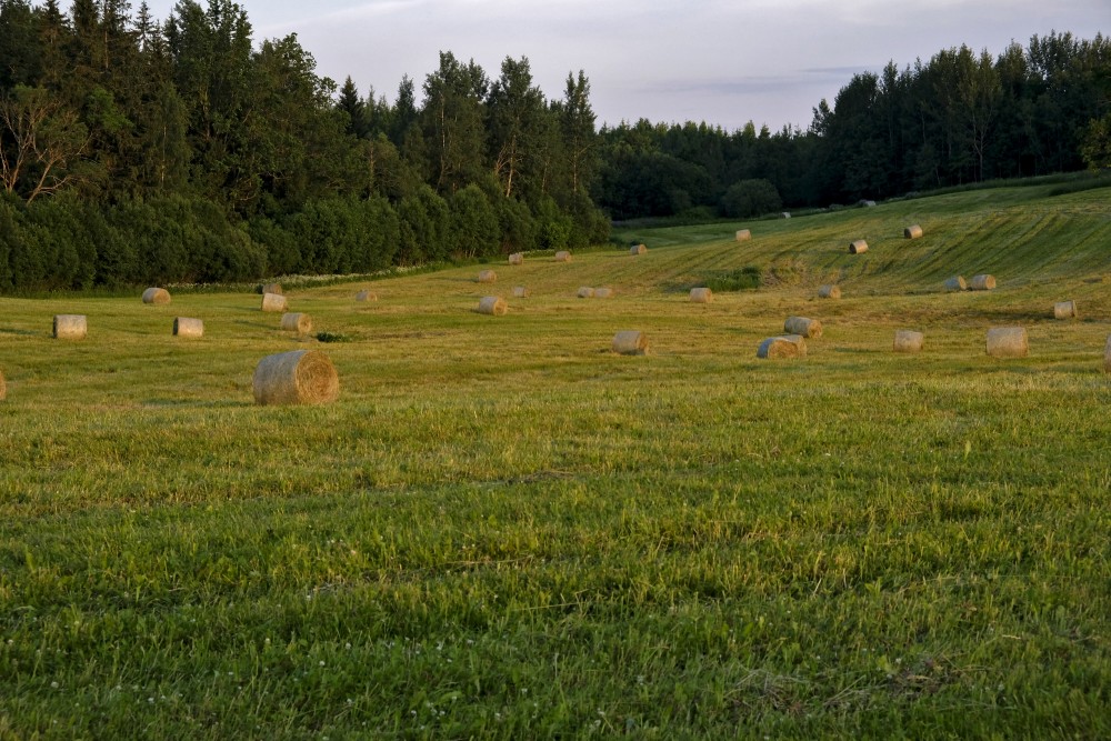 Pļava ar siena ruļļiem