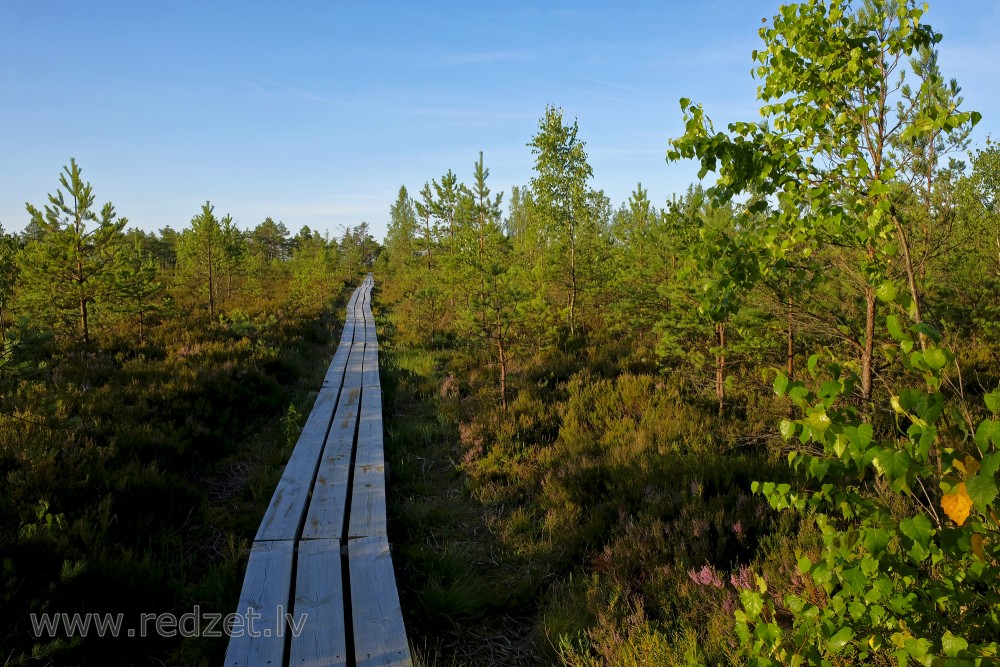 Vasenieku purva taka rīta agrumā Vasenieku purva taka rīta agrumā