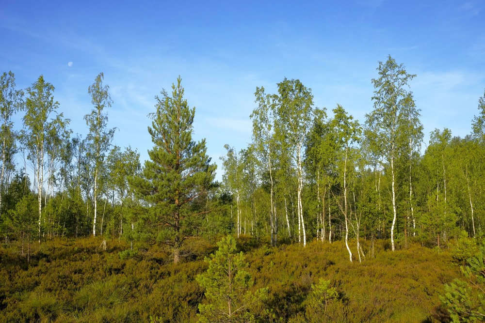 Vasenieku purva ainava