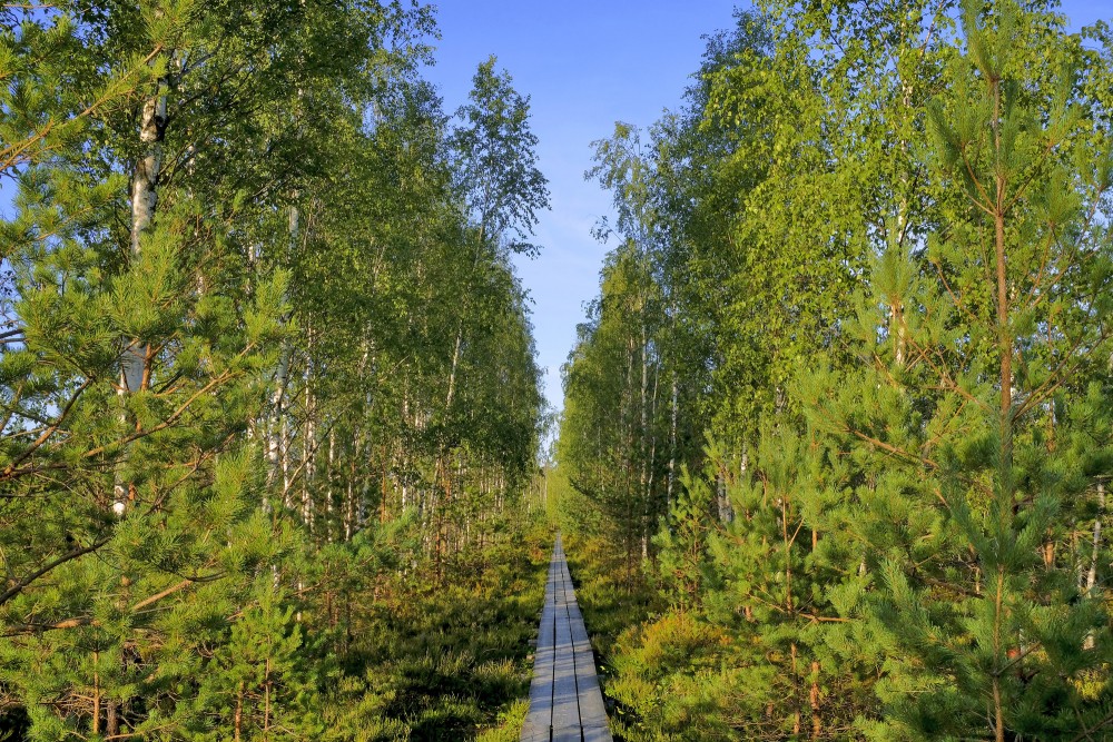Bērzu aleja Vasenieku purvā