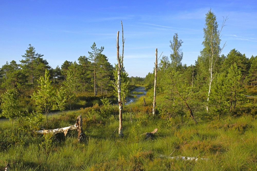 Vasenieku purva ainava Vasenieku purva ainava