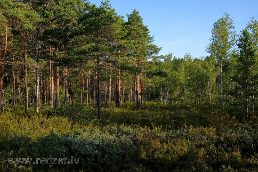 Pines on the Edge of Vasenieki Bog