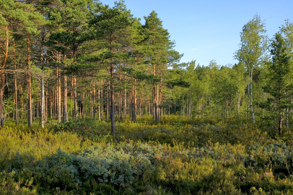 Priežu jaunaudze Vasenieku purva malā