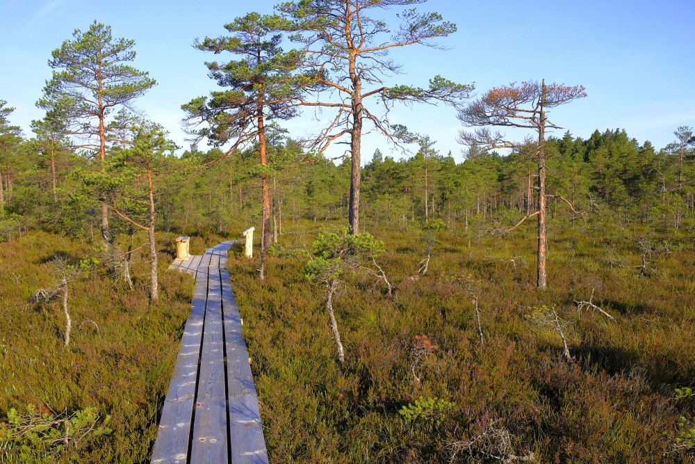 Vasenieku purva laipa