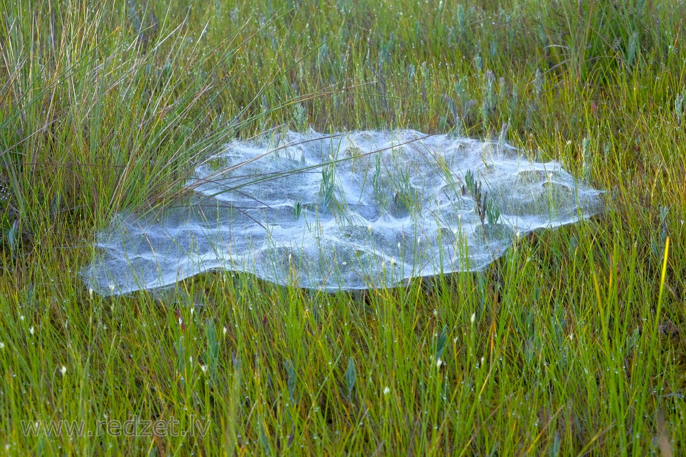 Spider Web in the Swamp